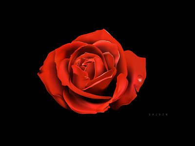 red rose adobe illustrator flower graphic design illustration rose vector