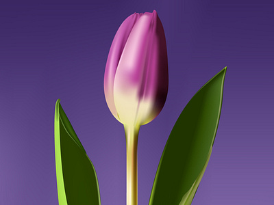 Purple Tulip adobe illustrator flower illustration tulip vector