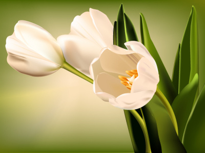 White tulips adobe illustrator flower illustration tulip vector