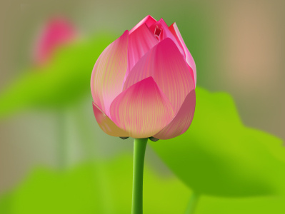 Lotus bud