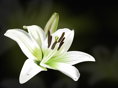 White Lily adobe illustrator flower graphic design illustration lily vector
