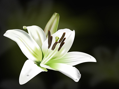 White Lily