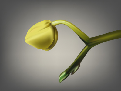 Orchid bud