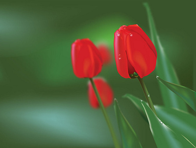 Red Tulip adobe illustrator flower graphic design illustration tulip vector