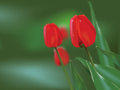 Red Tulip