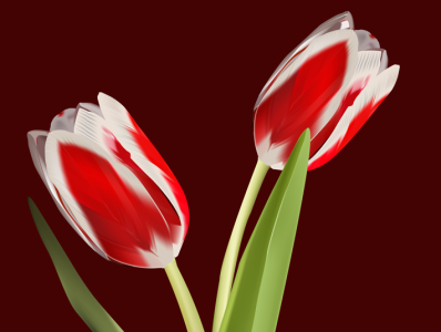 tulip adobe illustrator flower graphic design illustration tulip vector