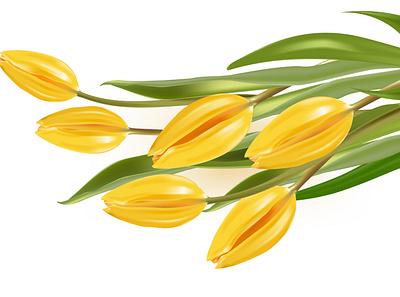 Yellow tulips adobe illustrator flower graphic design illustration tulip vector