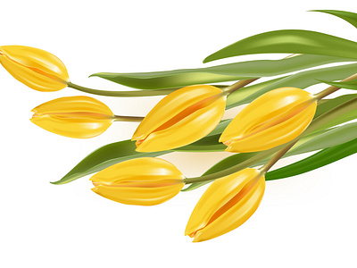 Yellow tulips