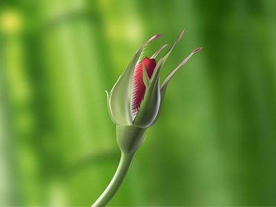 Rose Bud