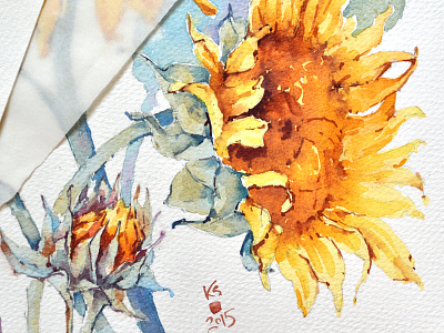 Botanical Illustration 4 botany flora flower summer sunflowers watercolor