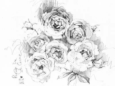 Botanical Illustration austin roses botany flora flower flowers garden pencil roses sketch summer