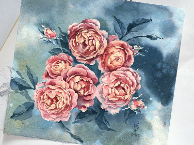 Botanical Illustration 2 austin roses botany flora flower flowers garden roses summer watercolor