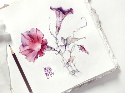 Bindweed berries bindweed botany flora flowers herbarium packaging plants sketch watercolor