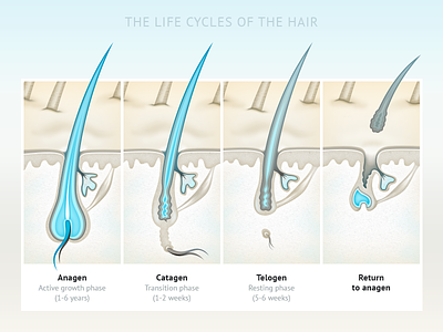 Hair Life anatomy hair illustration scheme science