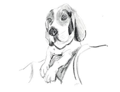 Otis design digitalart dog dog portrait dogs graphic design graphicdesign graphics illustration pet portrait