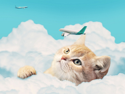 Cat Dreams Photo Manipulation cat clouds collage digital art digital imaging manipulation photo edit photo editing photography photomanip photomanipulation photoshop photoshop art