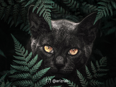 Black Cat animal animal art animals cat cats collage cute cute animals cute art digital art digital imaging digitalart dog illustration manipulation meow pet pets photo edit photomanipulation