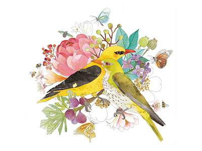 Botanical Golden Orioles 2d animal animals art birds botanical drawing floral flower flowers illustration ilustración ilustração nature painting watercolor