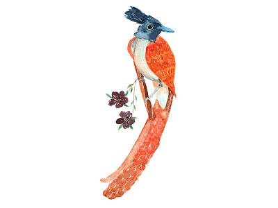 Bird Illustration - Asian Paradise Flycatcher bird illustration birdartprint bluebird drawing flower orangepalette tinybird watercolor watercolor illustration watercolorart