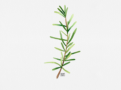 Rosemary - herbs series botanical illustration botanicalart illustration leaves rosemaryherbs shopart watercolor illustration watercolorart witchy