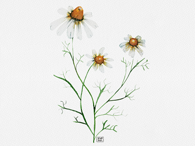 Chamomile - herbs series botanical illustration botanicalart chamomileart flowers illustration illustration shopart watercolor illustration watercolorart witchy