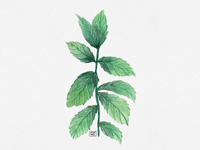 Mint - herbs series botanical illustration botanicalart drawing illustration leaves mint mint green mintart shopart watercolor illustration watercolorart witchy