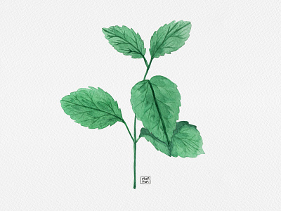 Mint Leaf designs, themes, templates and downloadable graphic