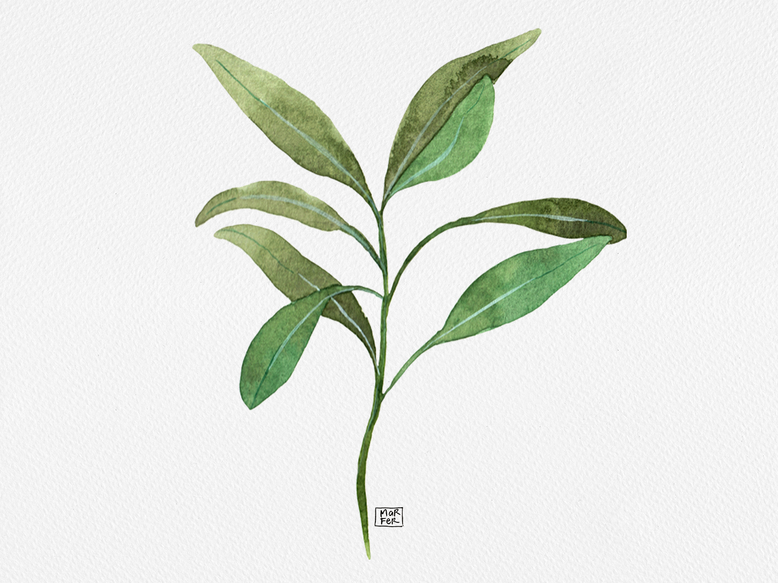 Sage - herbs series by Marifer Angulo on Dribbble