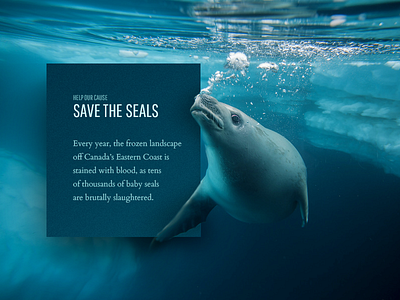 Save the Seals call to action card cause cta donate donation layout material sea seals