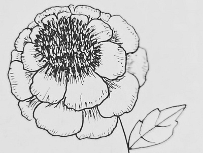 Marigold Seed Hand Drawing art flower flower illustration hand drawn illustration marigold