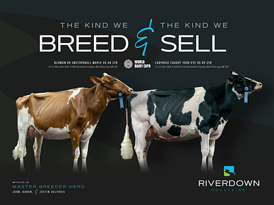Riverdown Holsteins