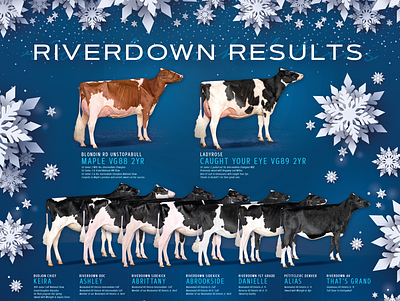 Riverdown Holsteins advertisement cow design cows dairy design full page ad holstein design holsteins magazine ad