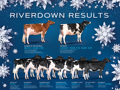 Riverdown Holsteins advertisement cow design cows dairy design full page ad holstein design holsteins magazine ad