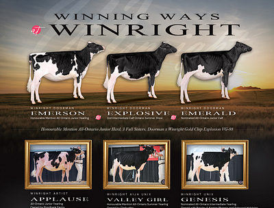 Winright Holsteins Ad cattle cow cow advertisement cow design cows dairy dairy ad dairy advertisement dairy cow dairy design farm ad farm advertisement farming holstein holstein ad holstein advertisement holstein cow holstein cows holsteins