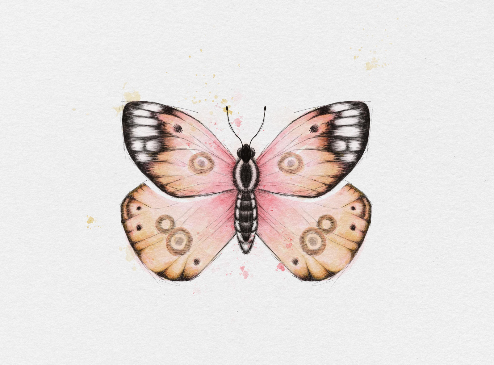 Butterfly by Natashya V on Dribbble