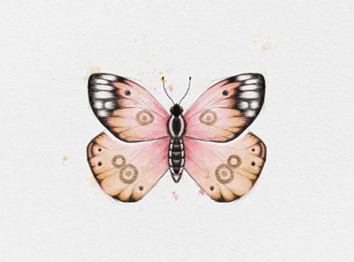 Butterfly butterfly drawing painting procreate sketch watercolor watercolour