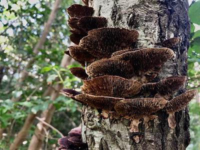 Fungus Among Us hiking japan mt. amamaki mushroom nature photography 写真 雨巻山