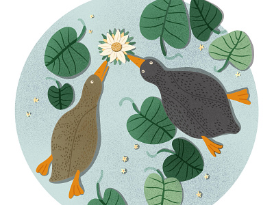 Ducks characterdesign childrens illustration illustration nature procreate