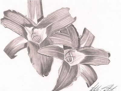 Flowers Graphite Illustration flowers graphite drawing graphite illustration realism