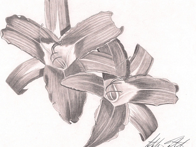 Flowers Graphite Illustration