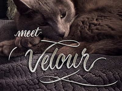 Velour brush cat lettering