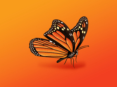 Monarch Butterfly Texture (WIP) butterfly illustration monarch texture