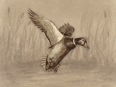 Mallard Illustration drake duck illustration mallard texture truegrittexturesupply waterfowl