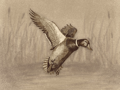 Mallard Illustration