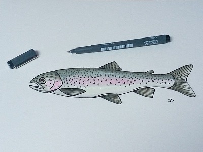 Rainbow Trout fish illustration pen rainbow trout watercolor