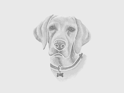 Cash Puppy Illustration digital illustration dog illustration lab labrador monochrome photoshop puppy texture