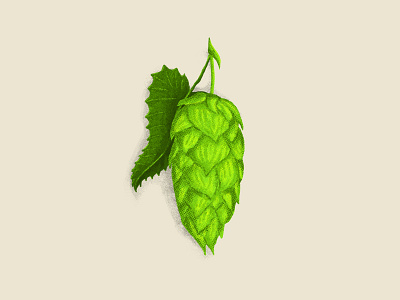 Hop Illustration Exploration beer digital illustration grit hop hops illustration photoshop texture