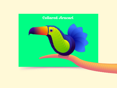 Collared Aracari bird gradient illustration simple sphere toucan