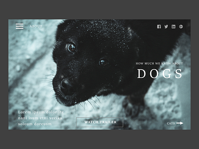 Website Dog design ui ux web