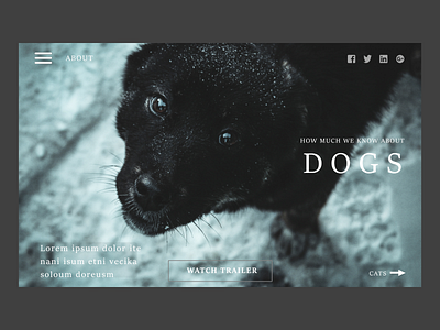 Website Dog